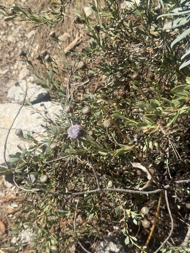Globularia alypum, photograph 2