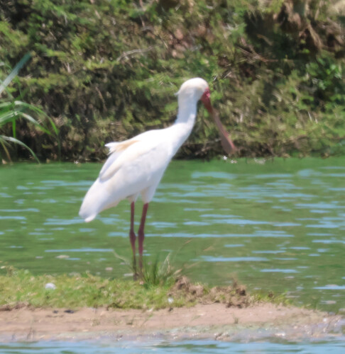iNaturalist image
