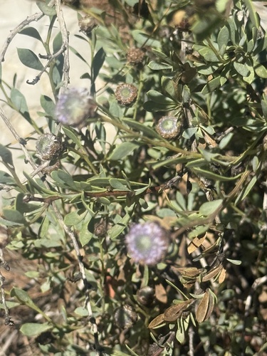 Globularia alypum, photograph 4