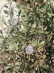 Globularia alypum, photograph (c) Tony KM, some rights reserved (CC BY)