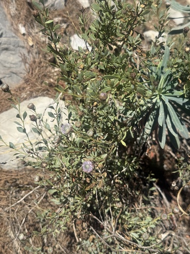 Globularia alypum, photograph 5