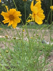 Coreopsis grandiflora