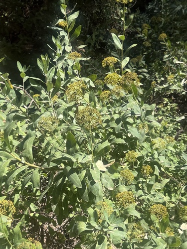 Bupleurum fruticosum, photograph 6