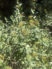 Bupleurum fruticosum, photograph (c) Tony KM, some rights reserved (CC BY)