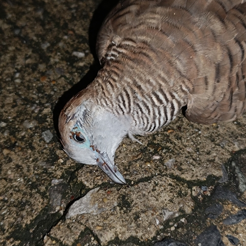 Zebra Dove