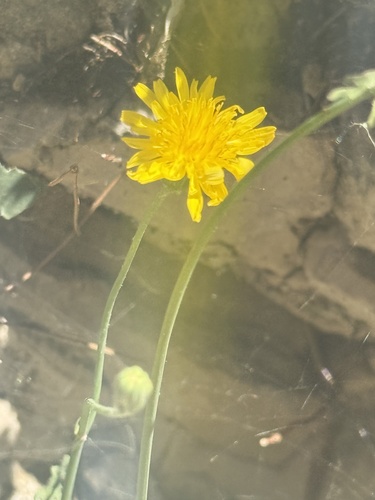 Sonchus tenerrimus, photograph 5