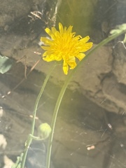 Sonchus tenerrimus, photograph (c) Tony KM, some rights reserved (CC BY)