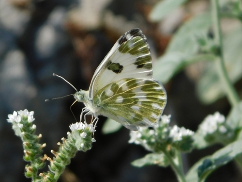 Eastern Bath White