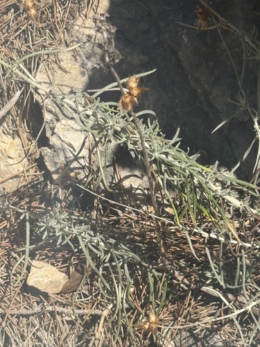 Phagnalon sordidum, photograph 5