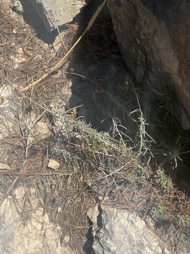 Phagnalon sordidum, photograph 6