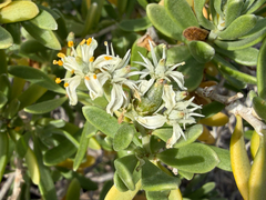 Nitraria billardierei, photograph (c) smathichong, some rights reserved (CC BY)