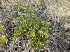 Nitraria billardierei, photograph (c) smathichong, some rights reserved (CC BY)