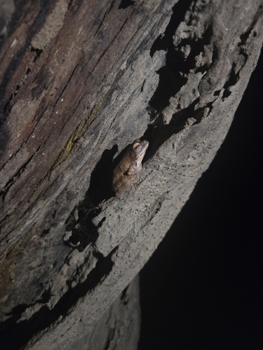 Grey Foam-nest Tree Frog
