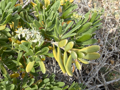 Nitraria billardierei, photograph (c) smathichong, some rights reserved (CC BY)