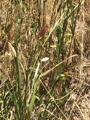 Coenonympha california