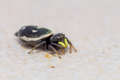 Heliophanus