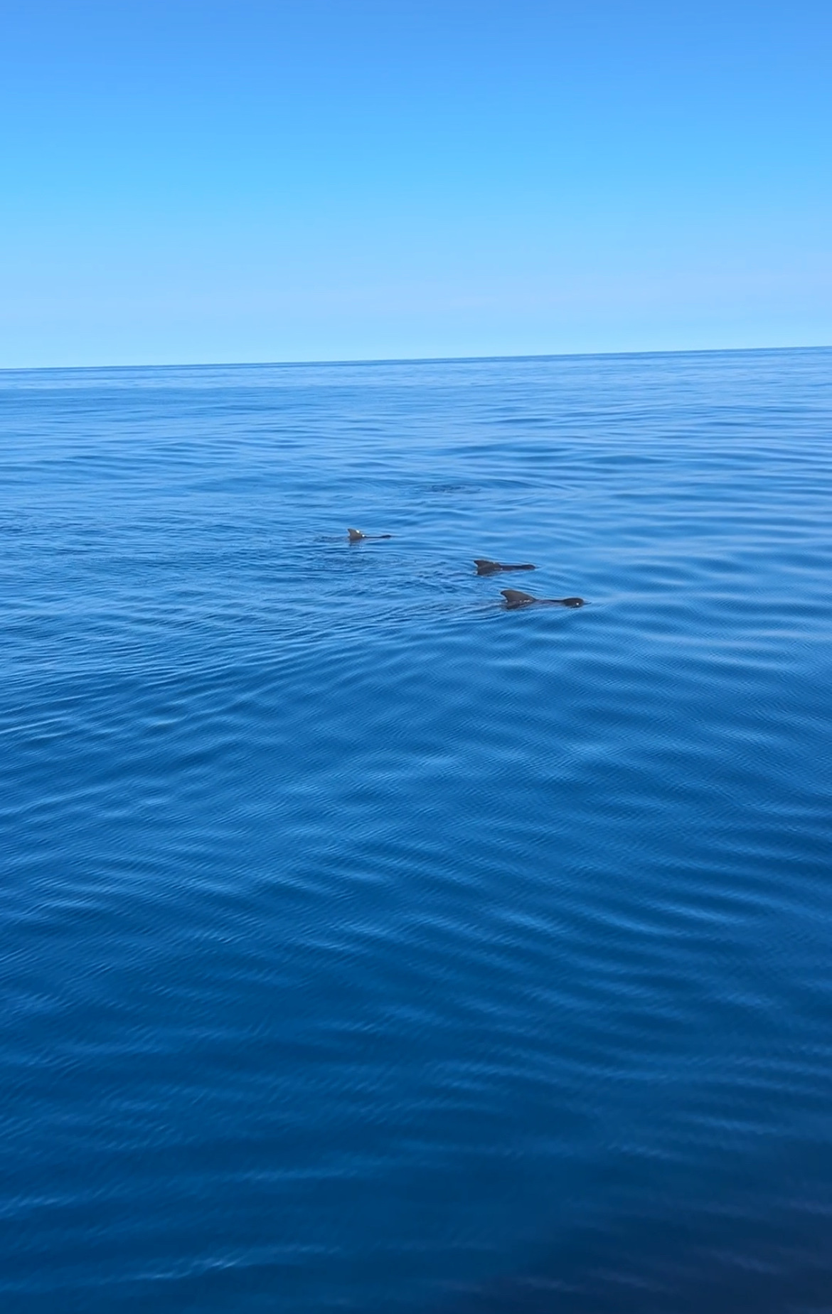Globicephala macrorhynchus