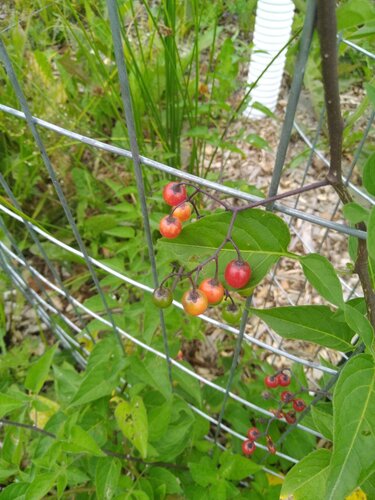 bittersweet nightshade