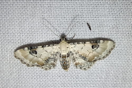 Lime-speck Pug