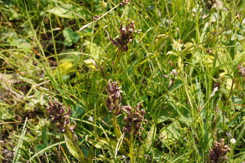 Dactylorhiza majalis, 2026-08-15