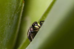 Heliophanus