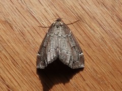 Spodolepis substriataria