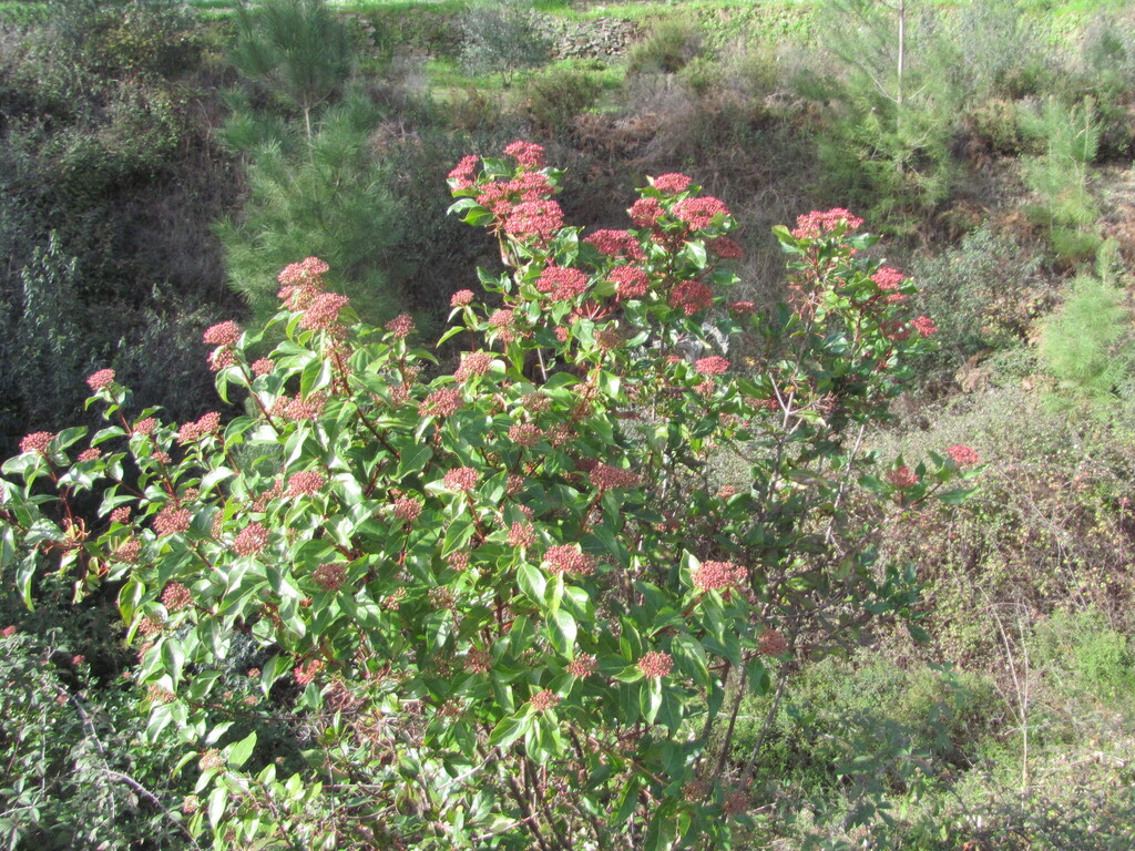 Viburnum tinus, Proença-a-Nova, Portugal