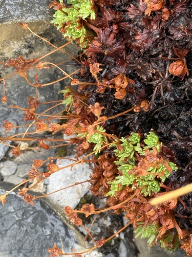 Saxifraga moschata, photograph 5