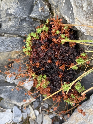 Saxifraga moschata, photograph 6