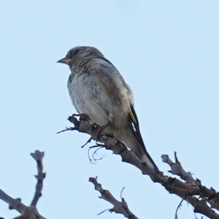 European Goldfinch