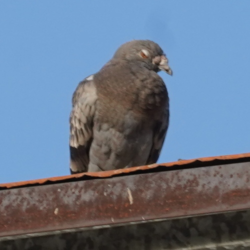 Feral Pigeon