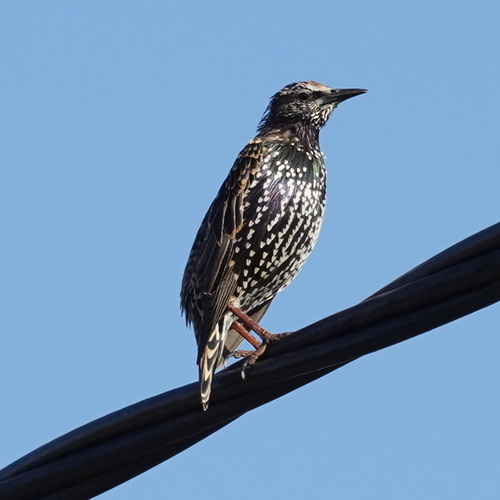 European Starling