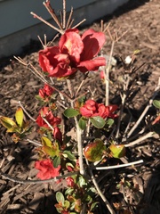 Rhododendron simsii