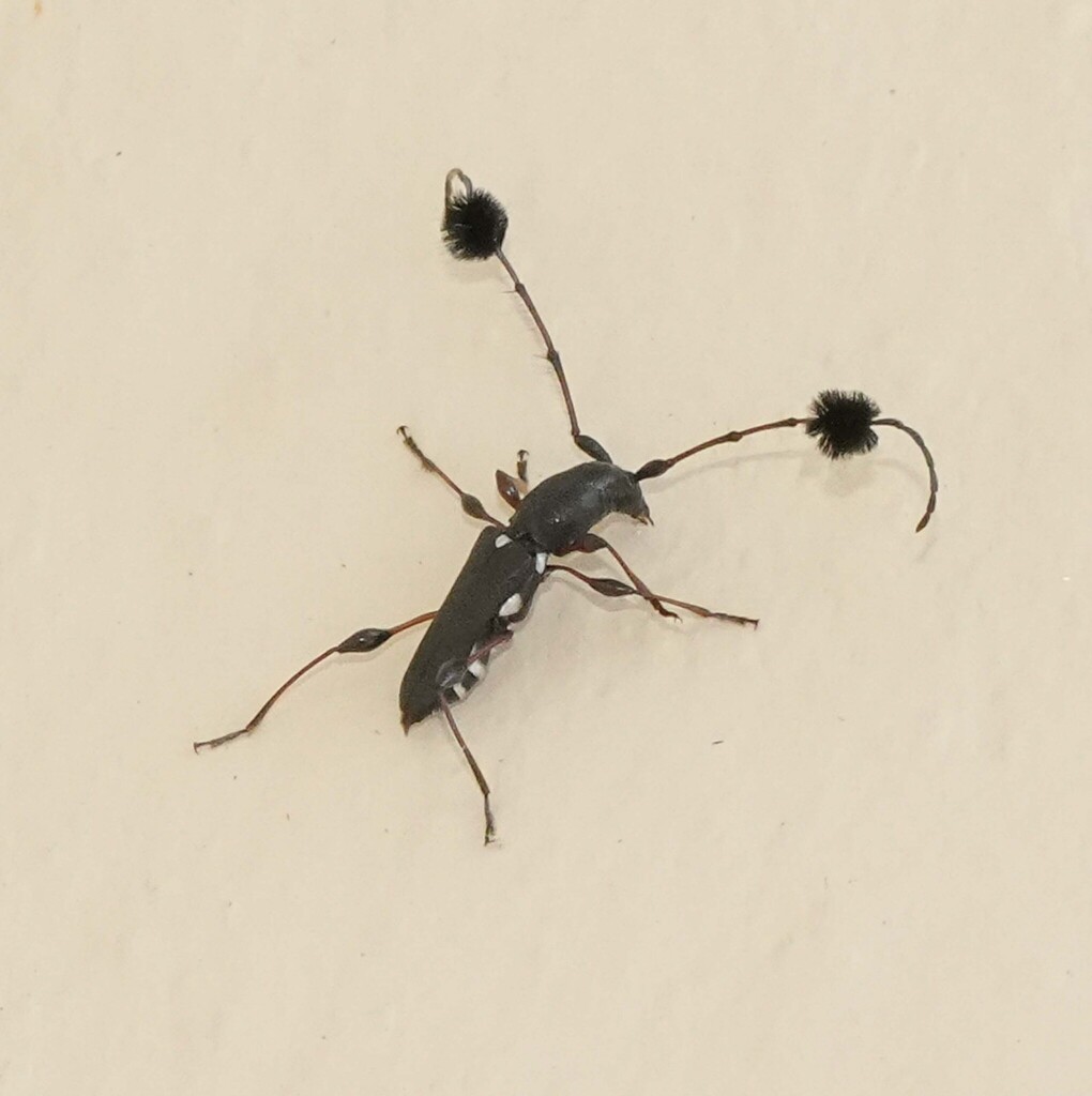 Cosmisoma reticulatum