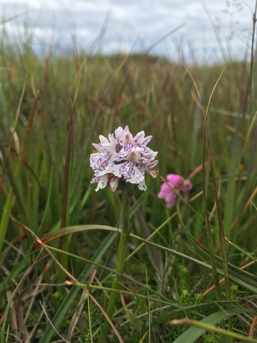 Dactylorhiza maculata