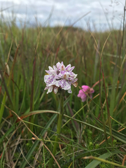 Dactylorhiza maculata