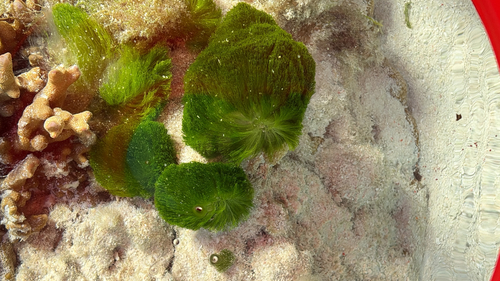 Chlorodesmis fastigiata observed 2026-08-30