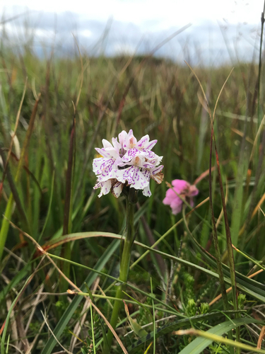 Dactylorhiza maculata, photograph 2
