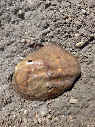 Three-ridge Mussel