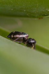 Heliophanus