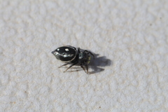 Heliophanus
