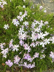 Phlox subulata
