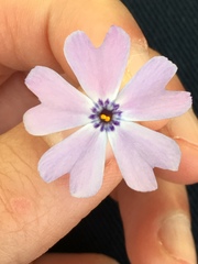 Phlox subulata