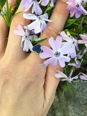 Phlox subulata