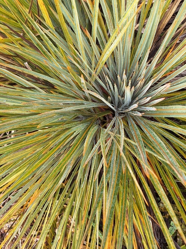 Aciphylla colensoi, 2026-08-29