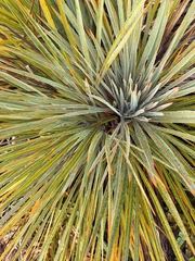 Aciphylla colensoi