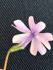 Phlox subulata