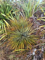Aciphylla colensoi, photograph (c) Oscar Dove, some rights reserved (CC BY)