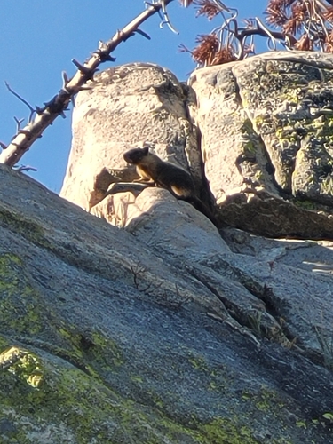 Yellow-bellied Marmot observed by igandalf