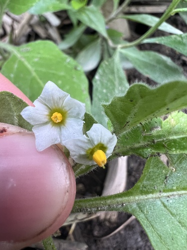 Solanum sarrachoides, photograph 2